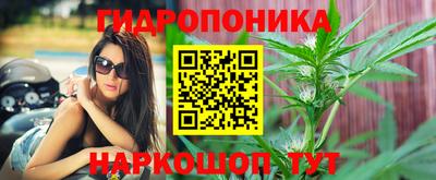 сатива Новозыбков
